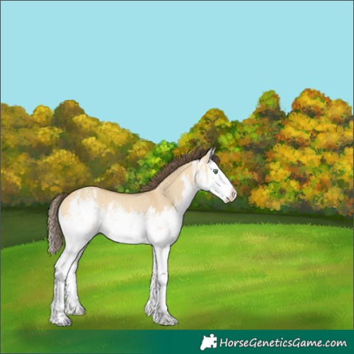 Horse Color:White Spotted Amber Cream Champagne Dun Splash Rabicano Brindle 