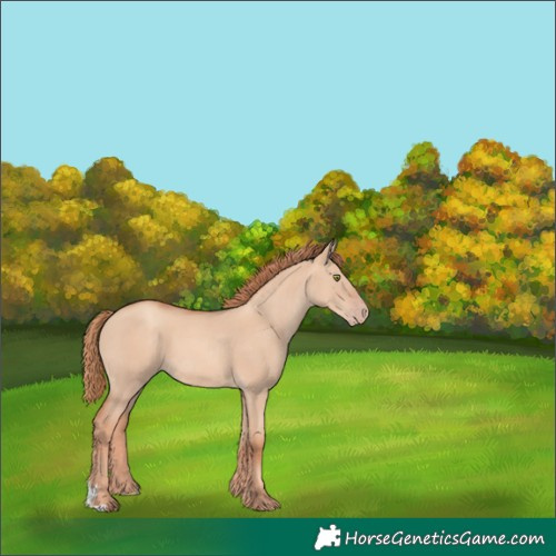 Horse Color:Gold Champagne Dun 