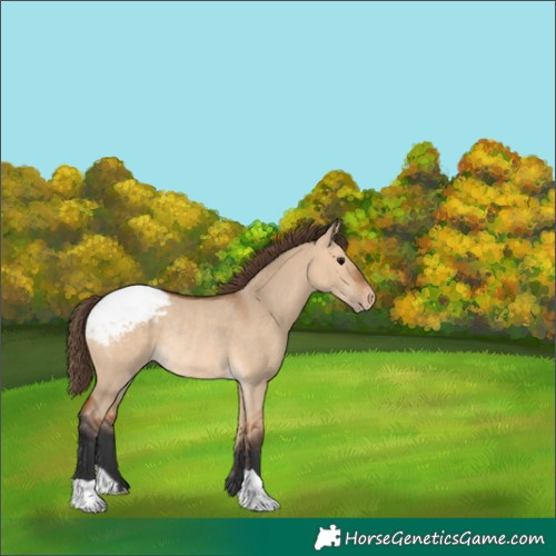 Horse Color:Bay Dun Snowcap Rabicano 