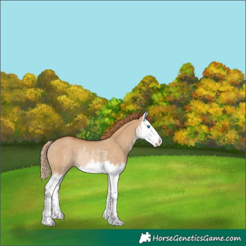 Horse Color:White Spotted Red Dun Splash Rabicano 