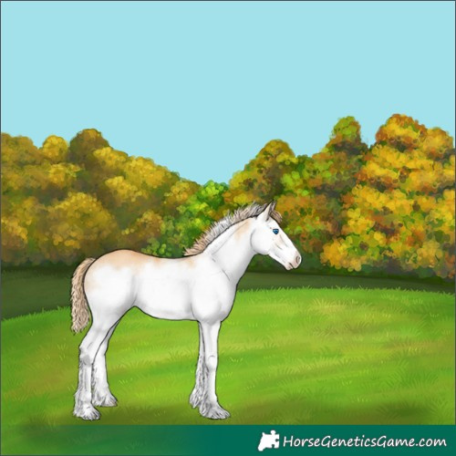 Horse Color:White Spotted Red Dun Splash Frame Rabicano 