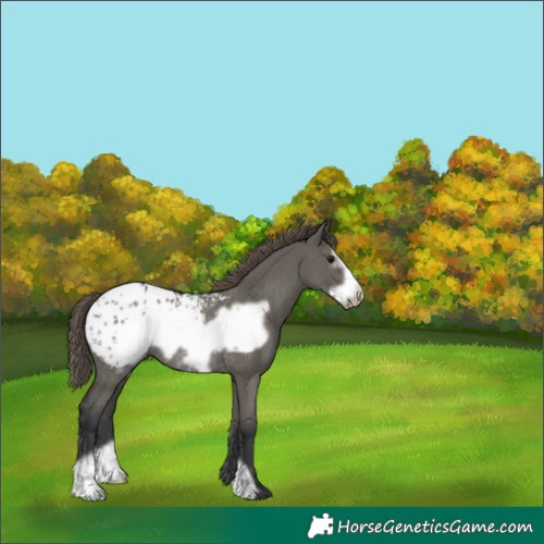 Horse Color:Grullo Frame Appaloosa Rabicano 