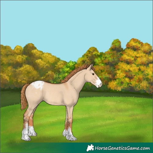 Horse Color:Red Dun Sabino Varnish Rabicano 
