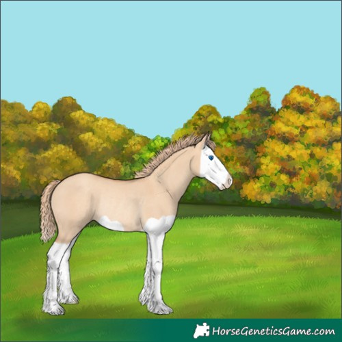Horse Color:Gold Champagne Dun Splash Rabicano 
