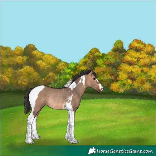 Horse Color:Bay Dun Tobiano Rabicano 