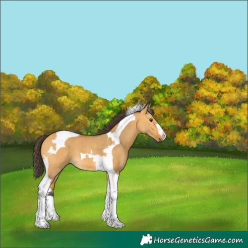 Horse Color:Buckskin Dun Tobiano 
