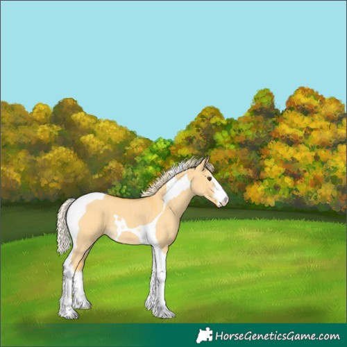 Horse Color:White Spotted Palomino Dun Tobiano Brindle 