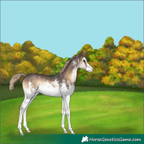 Horse Color:White Spotted Liver Red Onyx Sabino 