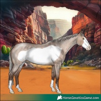 Horse Color:Silver Brown Roan Dun Frame