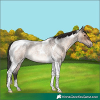 Horse Color:Brown Roan Dun Tobiano Rabicano