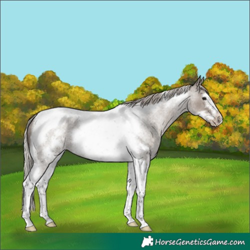 Horse Color:Silver Grullo Roan Tobiano Frame 