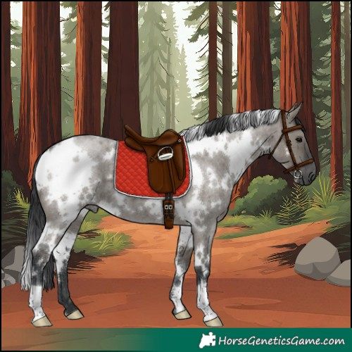 Horse Color:White Spotted Grullo Roan 