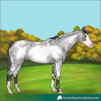 Horse Color:White Spotted Grullo Roan Frame 