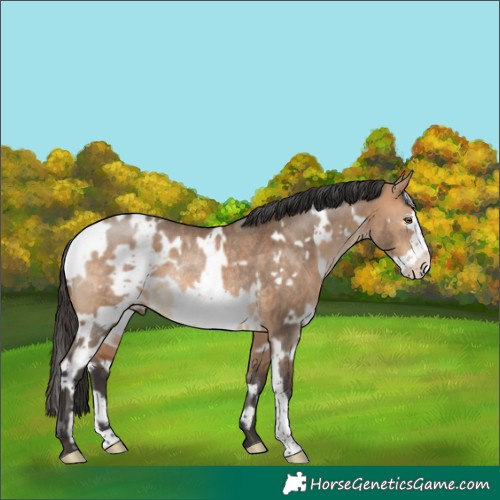 Horse Color:White Spotted Bay Dun Frame Rabicano 