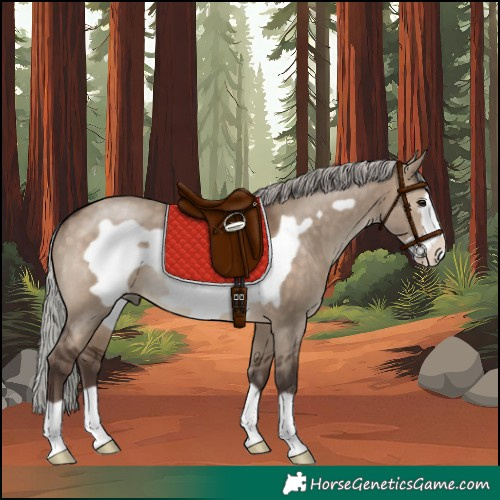 Horse Color:Silver Brown Dun Frame 
