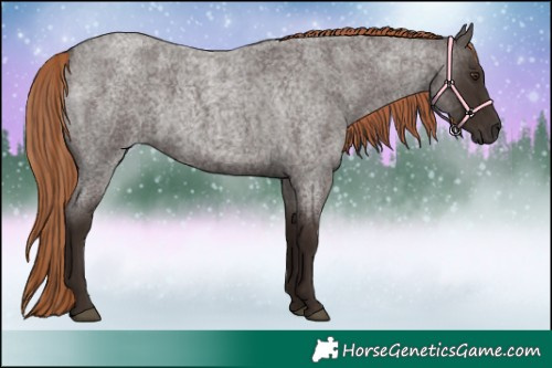 Horse Color:Liver Red Roan