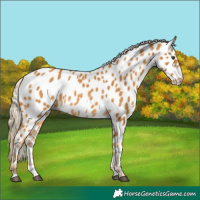 Horse Color:Palomino Appaloosa