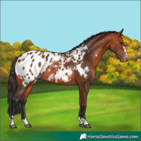 Horse Color:Bay Blanket
