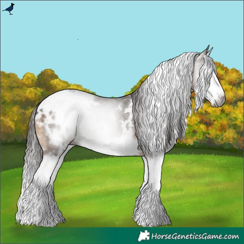 Horse Color:Gray White Spotted Bay Splash Blanket
