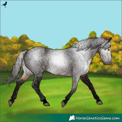 Horse Color:Gray Void Brown Varnish Rabicano 
