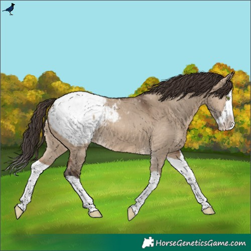 Horse Color:Brown Dun Splash Snowcap