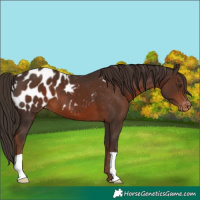 Horse Color:Liver Chestnut Appaloosa 