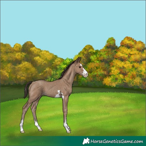 Horse Color:Classic Champagne 