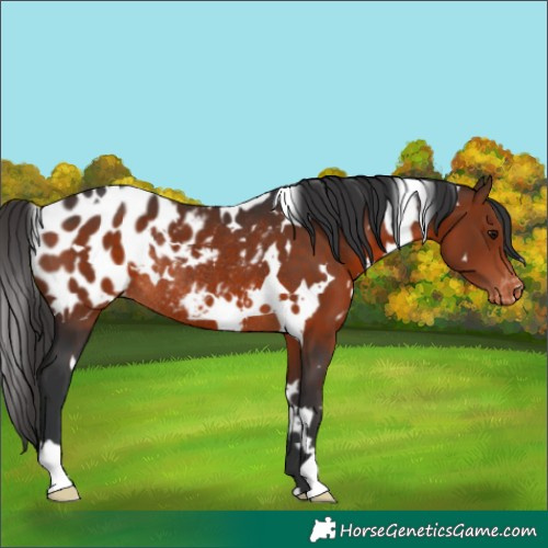 Horse Color:White Spotted Brown Appaloosa Rabicano 