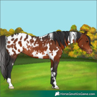 Horse Color:White Spotted Brown Appaloosa Rabicano 