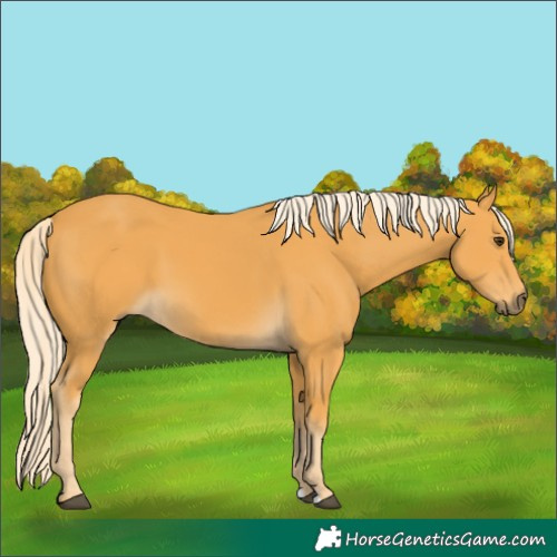 Horse Color:Palomino 