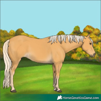 Horse Color:Palomino