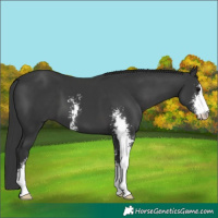 Horse Color:Black Sabino