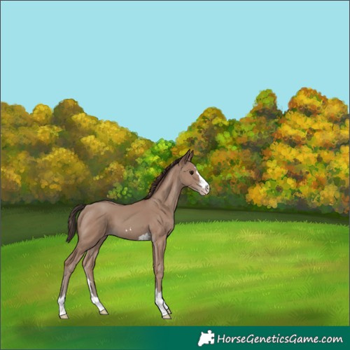 Horse Color:Classic Champagne 