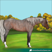Horse Color:Silver Brown Roan 