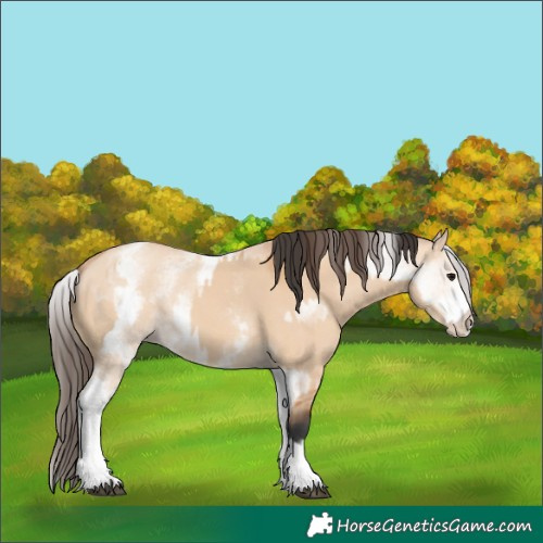 Horse Color:White Spotted Bay Dun Rabicano  and White Spotted Amber Champagne Dun Rabicano 