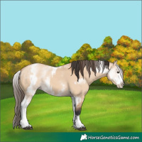 Horse Color:White Spotted Bay Dun Rabicano  and White Spotted Amber Champagne Dun Rabicano 