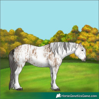 Horse Color:Gray White Spotted Bay Dun Rabicano  and Gray White Spotted Bay Dun Rabicano 