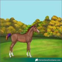 Horse Color:Painted Chestnut Sabino 