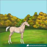 Horse Color:White Spotted Silver Classic Champagne Dun Splash Frame 