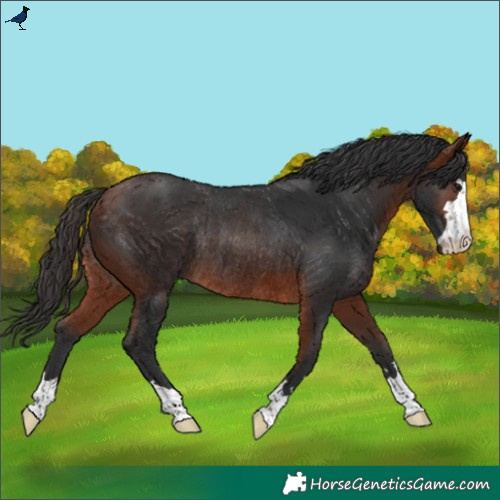 Horse Color:Bay Rabicano