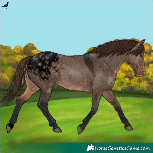 Horse Color:Void Brown Dun Varnish Rabicano 