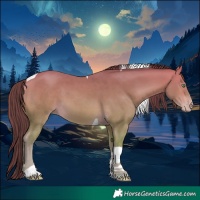 Horse Color:Amber Cream Champagne Tobiano 