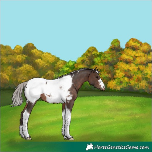 Horse Color:Silver Brown Tobiano Appaloosa Rabicano 