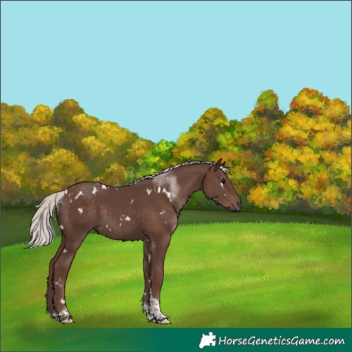 Horse Color:White Spotted Silver Black Tobiano Rabicano 