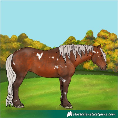 Horse Color:White Spotted Silver Brown 