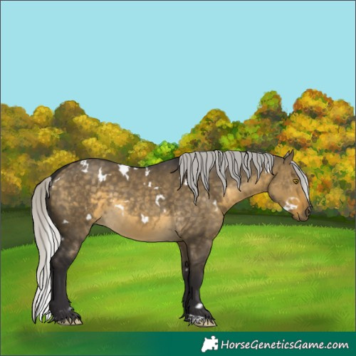 Horse Color:White Spotted Silver Buckskin Dun 