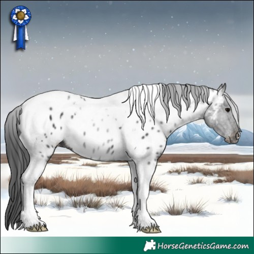 Horse Color:Black Tobiano Appaloosa 