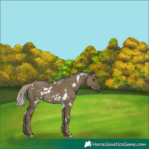 Horse Color:White Spotted Silver Smoky Grullo 