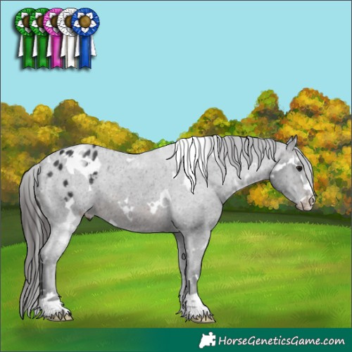 Horse Color:White Spotted Brown Varnish 