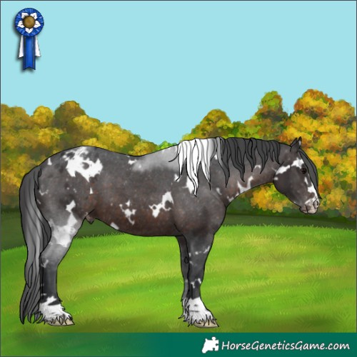 Horse Color:White Spotted Brown Appaloosa 